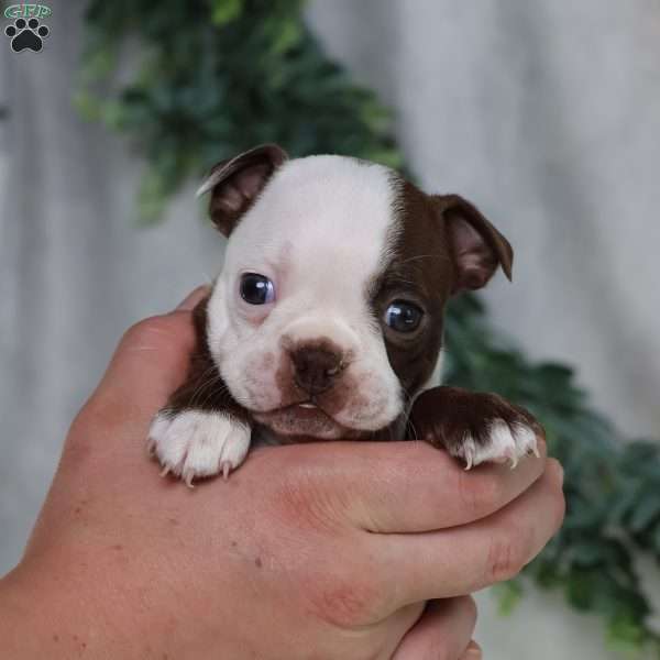 Bambi, Boston Terrier Puppy